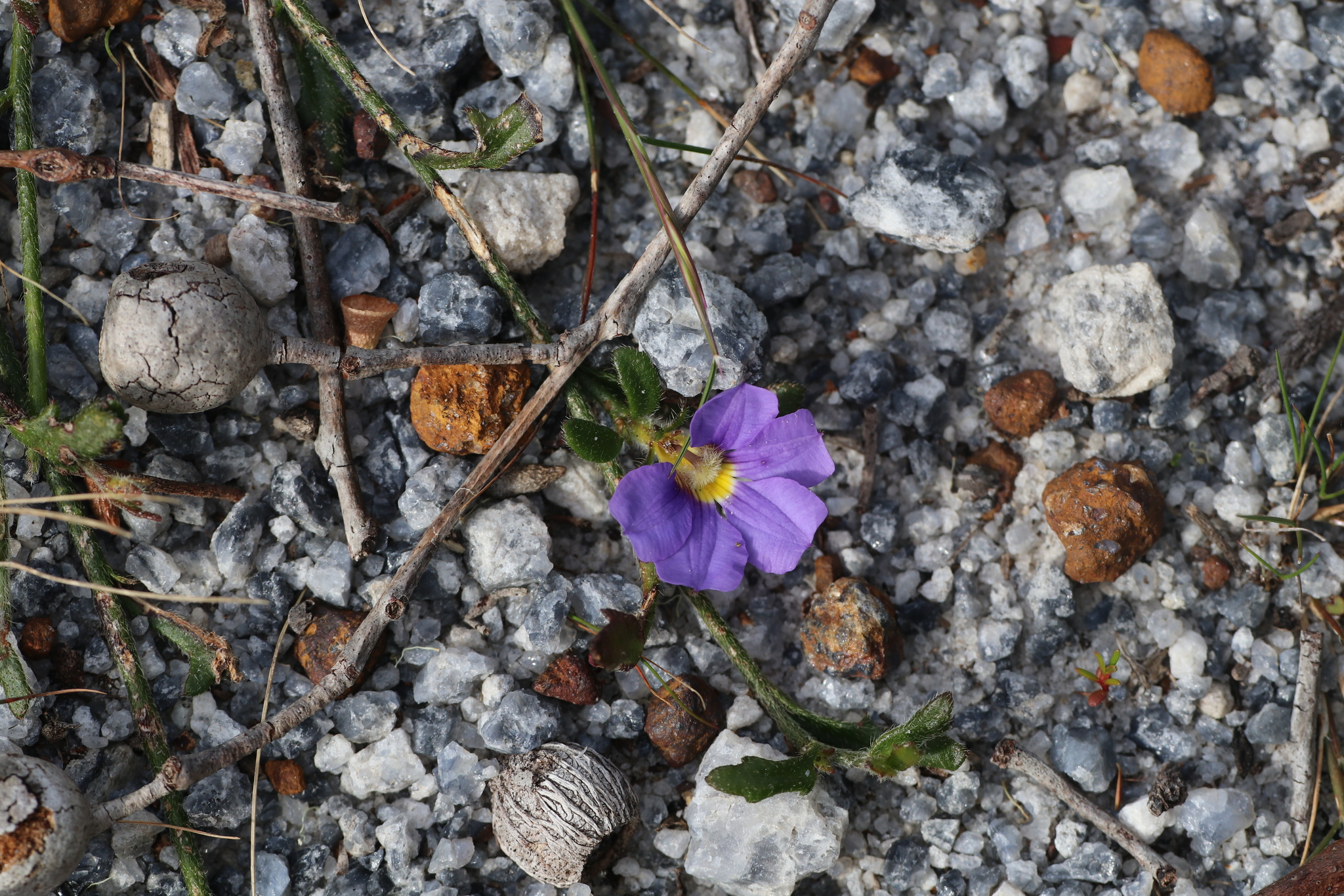 Scaevola striata