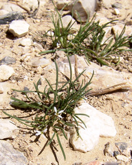 Leptaleum filifolium