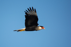Caracara plancus