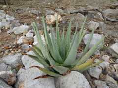 Aloe esculenta