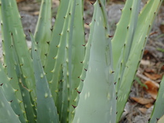 Aloe esculenta