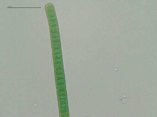 Phormidium chalybeum observed 2025-09-30