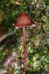 Psilocybe heimii