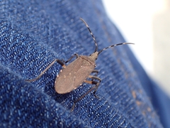 Dicranocephalus agilis