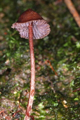 Psilocybe heimii