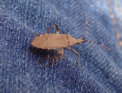 Dicranocephalus agilis