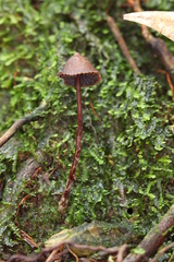 Psilocybe heimii