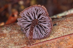 Psilocybe heimii