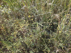 Bupleurum tenuissimum