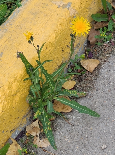 Perennial Sow Thistle