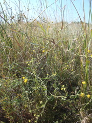 Bupleurum tenuissimum