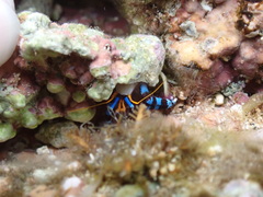 ユビワサンゴヤドカリ