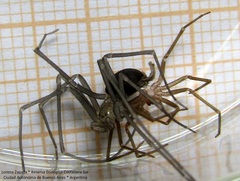 Loxosceles hirsuta