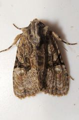 Oligia modica