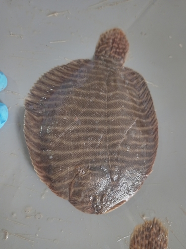 Network sole (Achirus scutum) — Achiridae