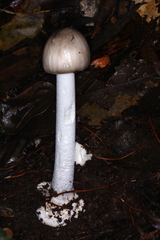 Amanita arocheae