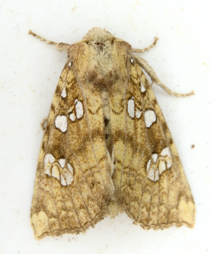 Ash Tip Borer Moth