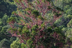 Syzygium moorei