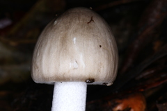 Amanita arocheae