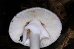 Amanita arocheae