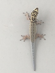 Lygodactylus mombasicus