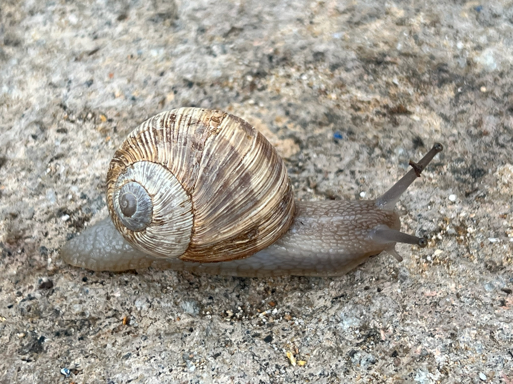 Ceramic Snail