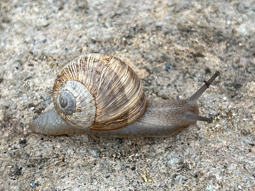 Helix figulina Rossmässler, 1839