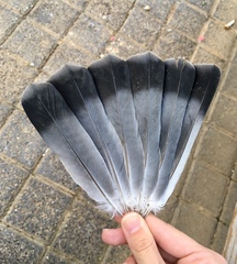 Columba livia domestica