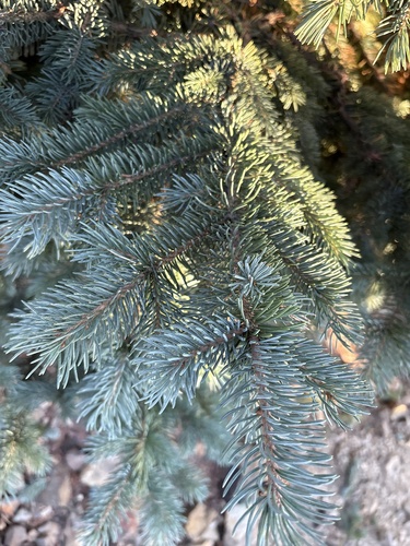 Blue Spruce