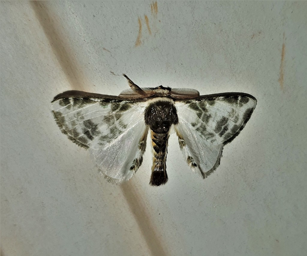 Colla amoena