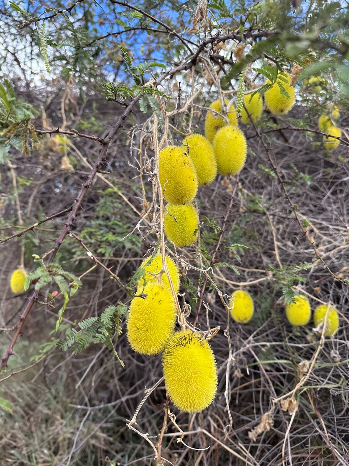 Cucumis dipsaceus