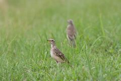 Anthus pallidiventris