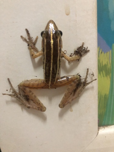 Guangdong Frog