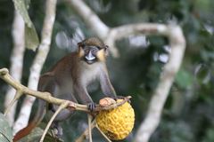 Cercopithecus cephus