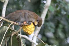 Cercopithecus cephus