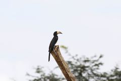Lophoceros fasciatus