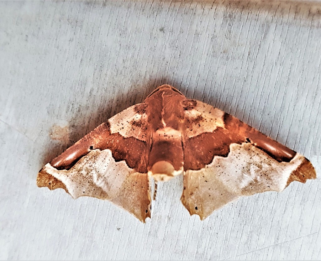 Pero constrictifascia
