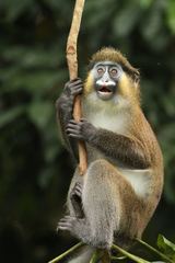 Cercopithecus cephus