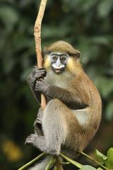 Cercopithecus cephus
