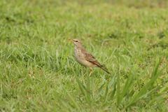 Anthus pallidiventris