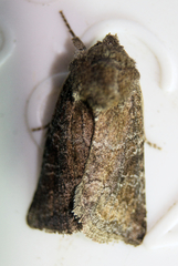 Mesapamea fractilinea