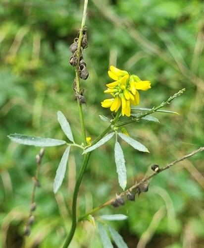 Melilotus altissimus iNat (3)