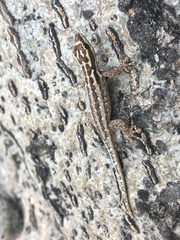 Lygodactylus mombasicus