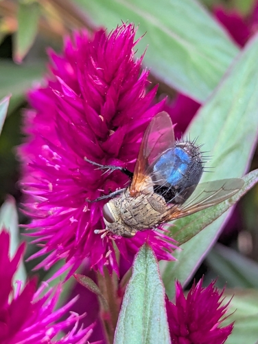 Unknown species found near Deer Park, Omaha, NE, USA