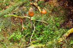 Psilocybe heimii