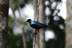 Hylopsar purpureiceps