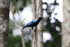 Hylopsar purpureiceps