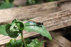 Chlorocypha aphrodite