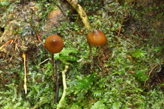 Psilocybe heimii