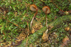 Psilocybe heimii